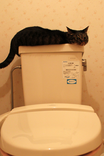 トイレの猫様