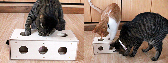 手作りチーズボックスで遊ぶ猫