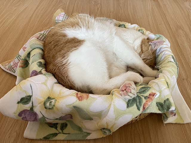 猫つぐら丸形なごみベッド