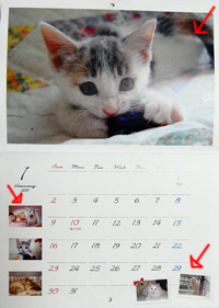 チャリティーカレンダー15 オリジナル写真プリント バッグやｔシャツ 猫グッズ販売店 猫堂