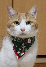猫の首輪用、付け替えリボンクリスマス柄、をちび店員
